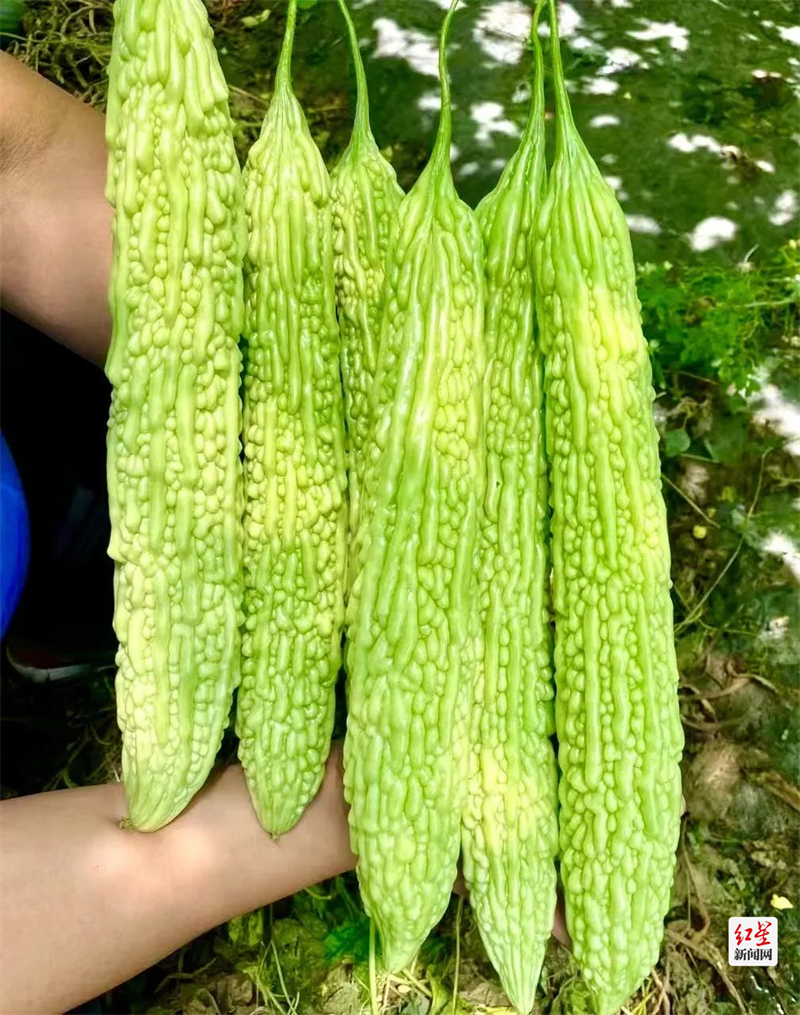陈天强和团队研发的苦瓜