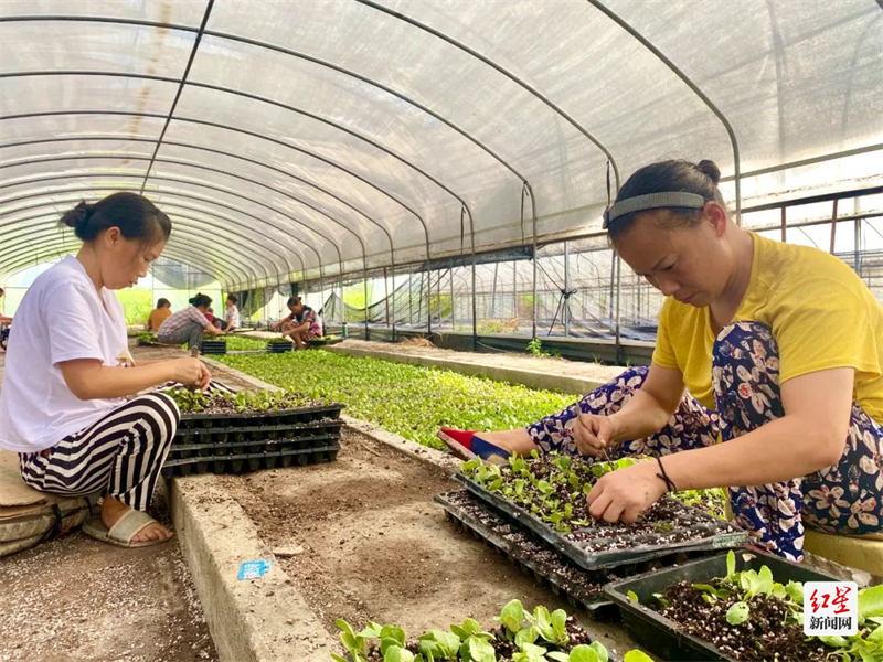 工人将蔬菜苗装盘培育
