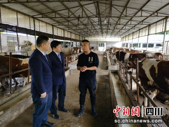 客户经理走访孙先生的肉牛养殖场。刘益 摄