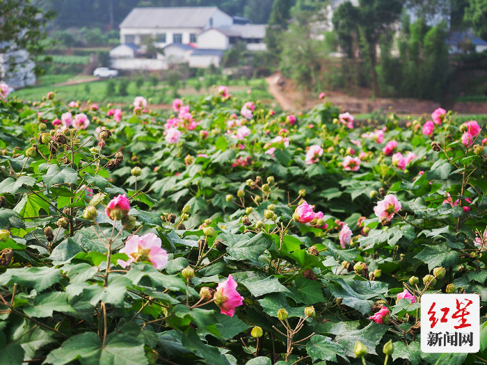 鲜花山谷 芙蓉花