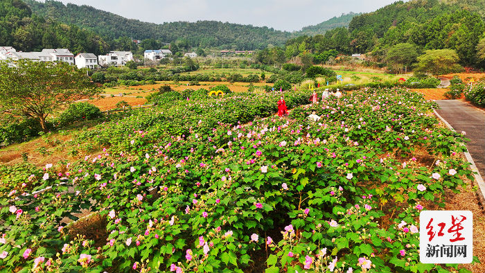 鲜花山谷 芙蓉花 (1)