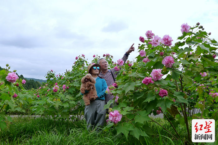鲜花山谷 芙蓉花 (2)