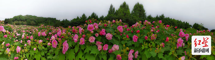鲜花山谷 芙蓉花海 3