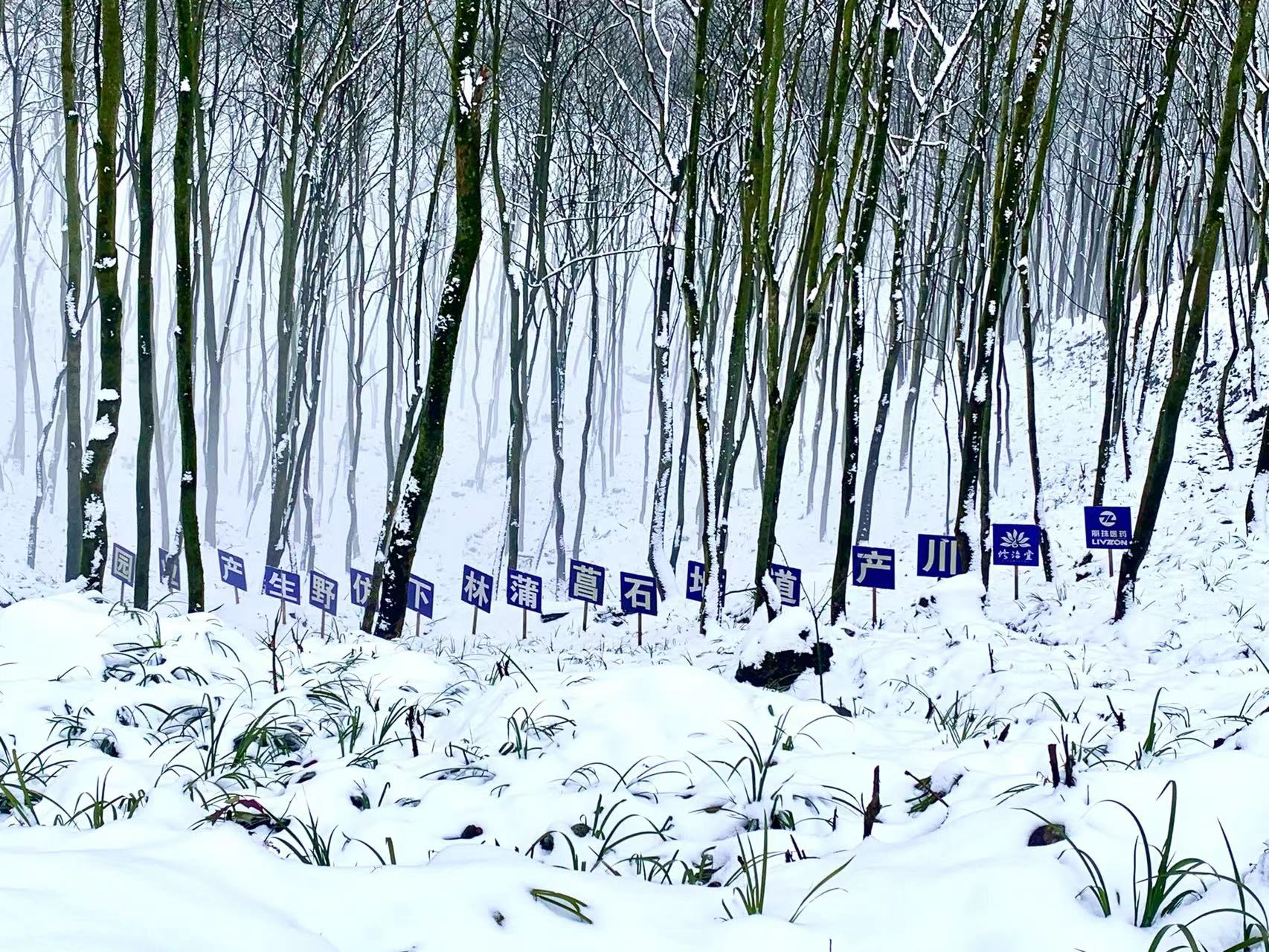 青山药谷