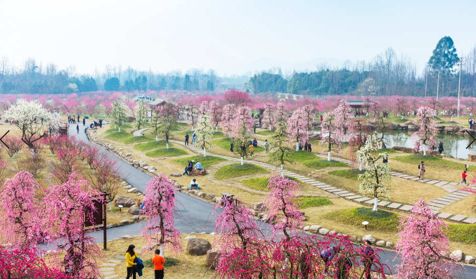 都江堰问花村