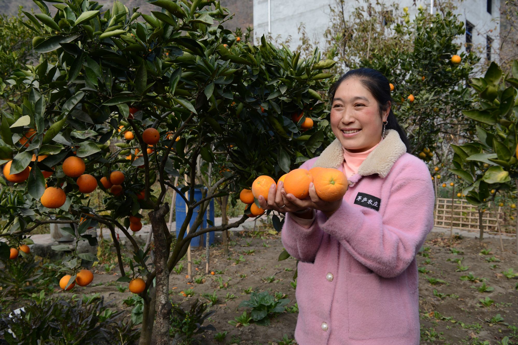 茅庐农庄有各种水果、干果1000多株，各种花卉可供游人欣赏 (2)