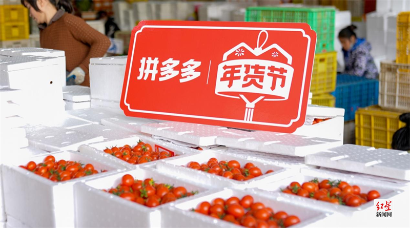 ▲ 近日，拼多多年货节大促上线，广西百色圣女果将为新年餐桌增添一抹喜色。何淞荧｜摄