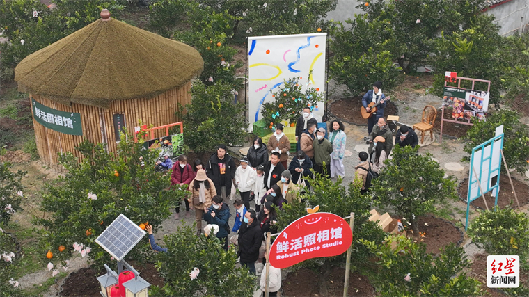 游客现场采摘耙耙柑