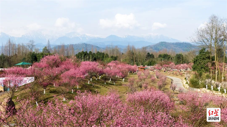 四川问花村