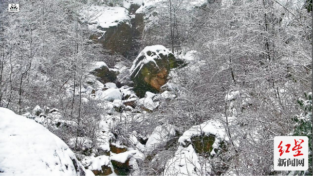 慢直播：成都熊猫公园·掌上冰雪秘境853