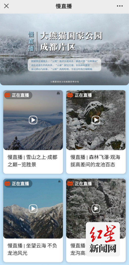 慢直播：成都熊猫公园·掌上冰雪秘境313