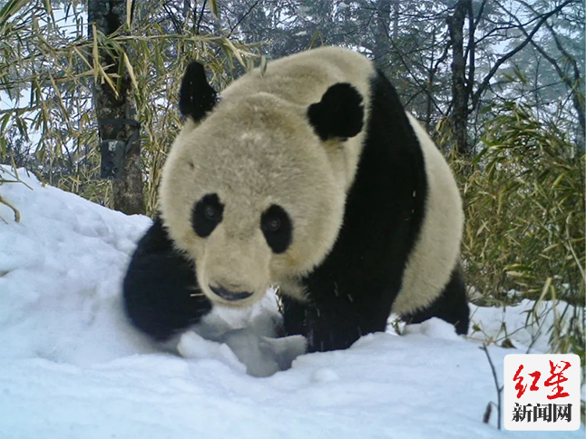 慢直播：成都熊猫公园·掌上冰雪秘境1100
