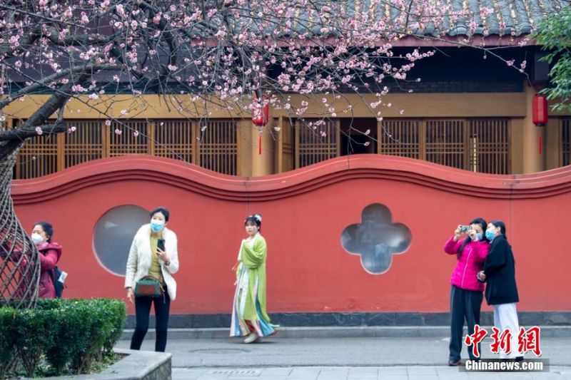 成都青羊宫里盛开的梅花与红墙相映成趣，吸引游客。