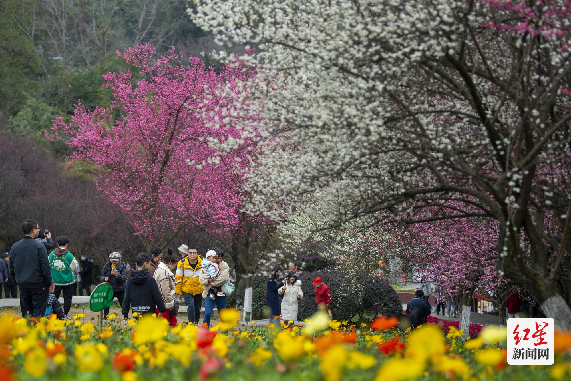 图1：成都植物园，百花争艳