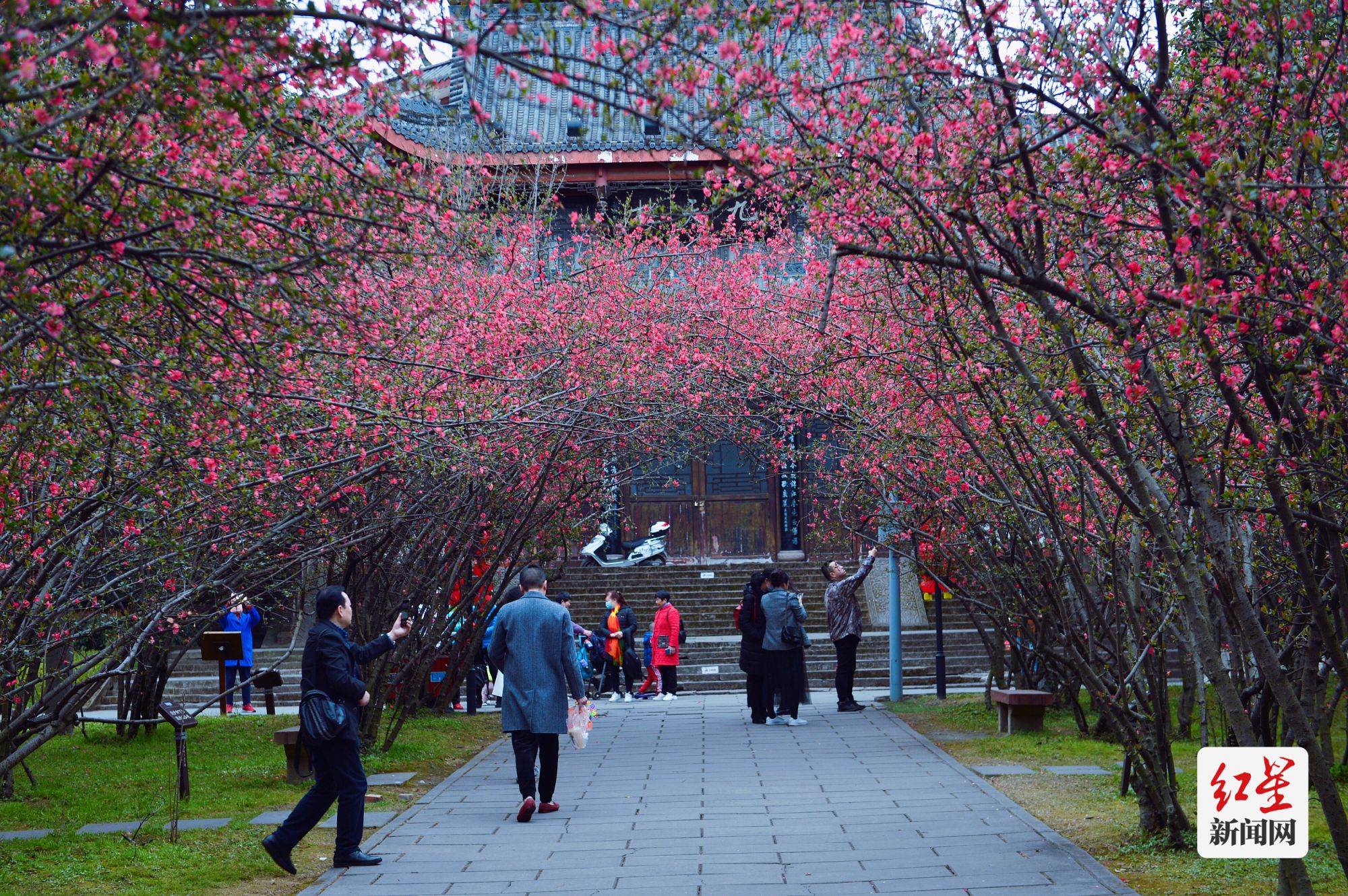 图6：塔子山公园海棠花开春满园