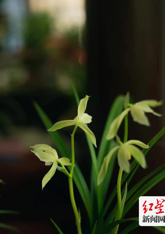 兰花5