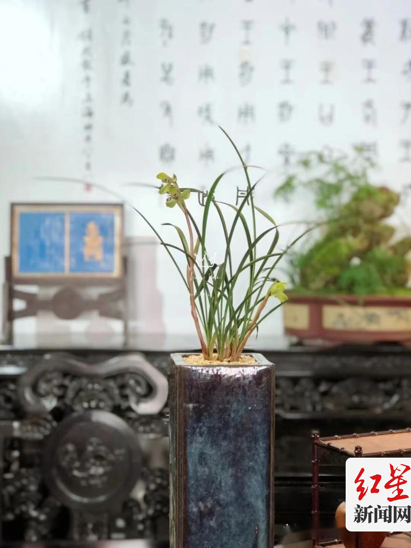 兰花2