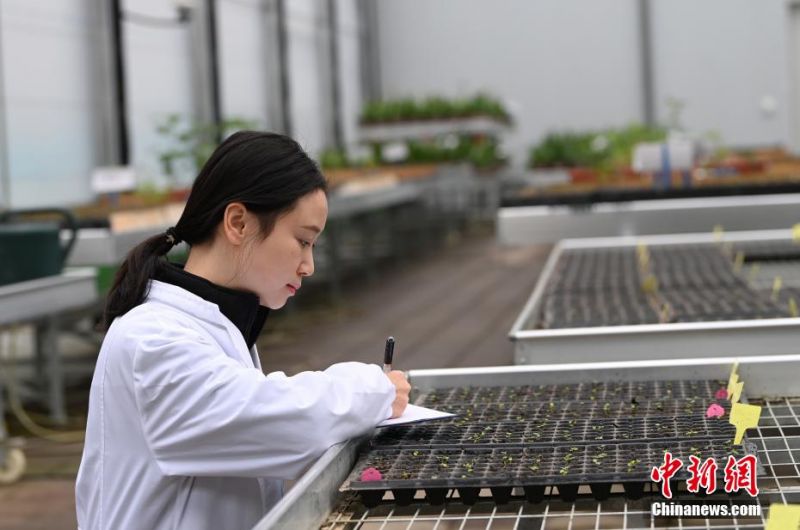 成都市植物园植物资源开发与利用研究所园林工程师唐圣雯在记录“太空芙蓉”种子萌芽情况。