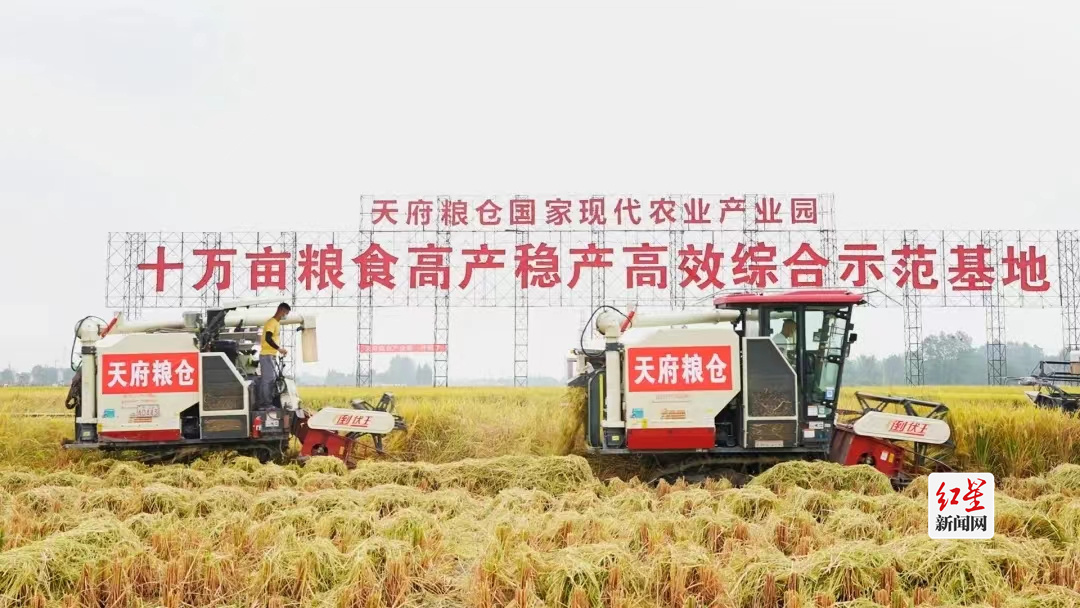 “天府粮仓”的优质粮食奠定了崇酒的品质基石
