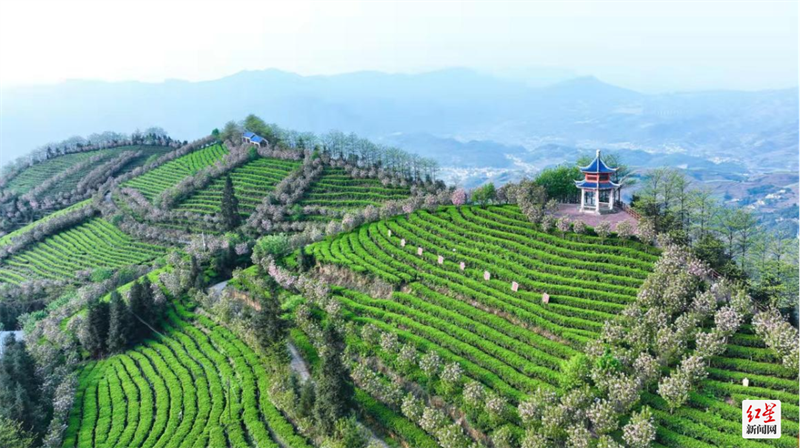 ▲九龙山茶园 图据：兴文文旅