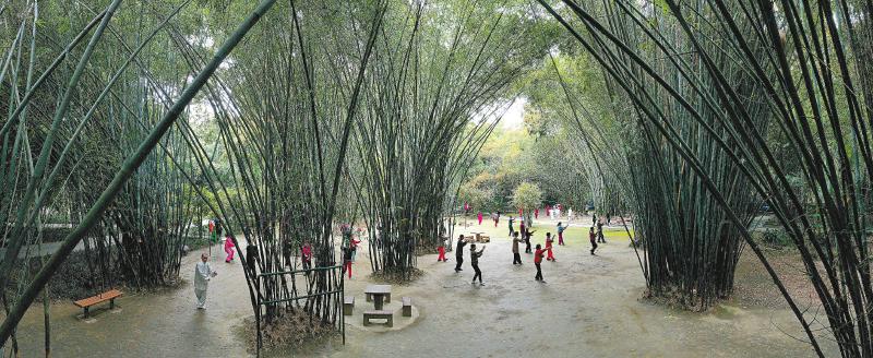 太极拳爱好者们在成都望江楼公园竹林下健身。