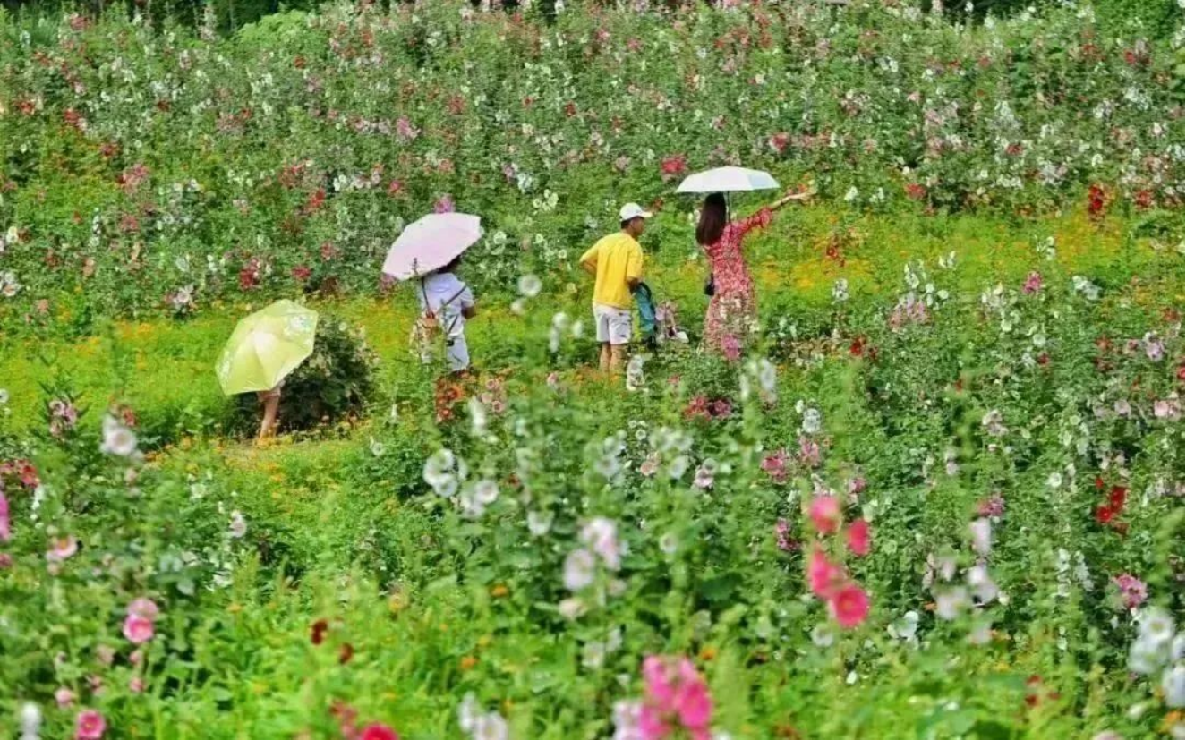 来成都金堂 漫步诗意水城 感受山水田园气息340