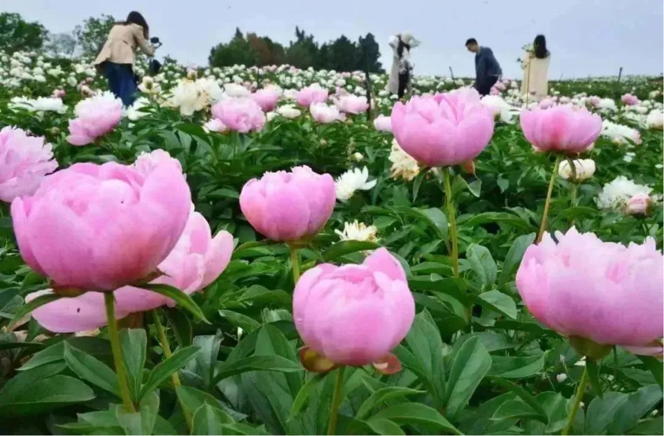 来成都金堂 漫步诗意水城 感受山水田园气息503