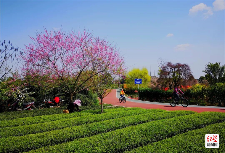 △如今的麟凤村，既有乡村的田园景观，也有城市的现代化配套
