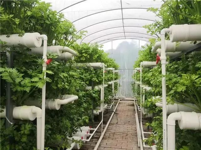 温江大棚