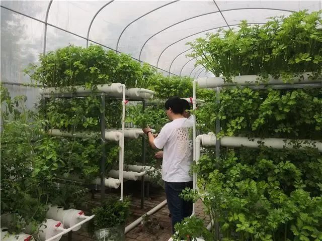 温江大棚3