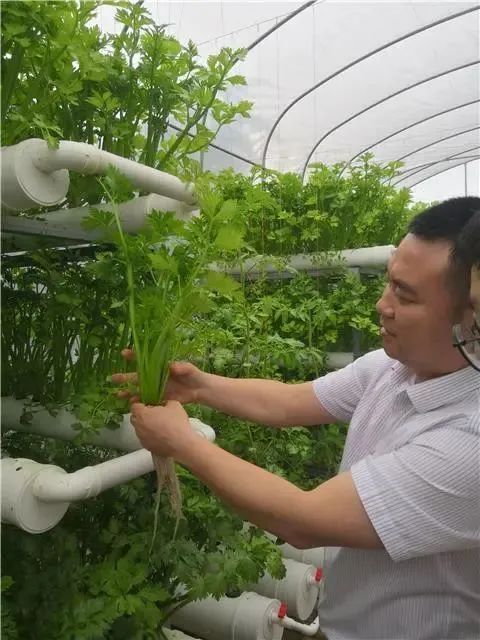 采摘成熟芹菜