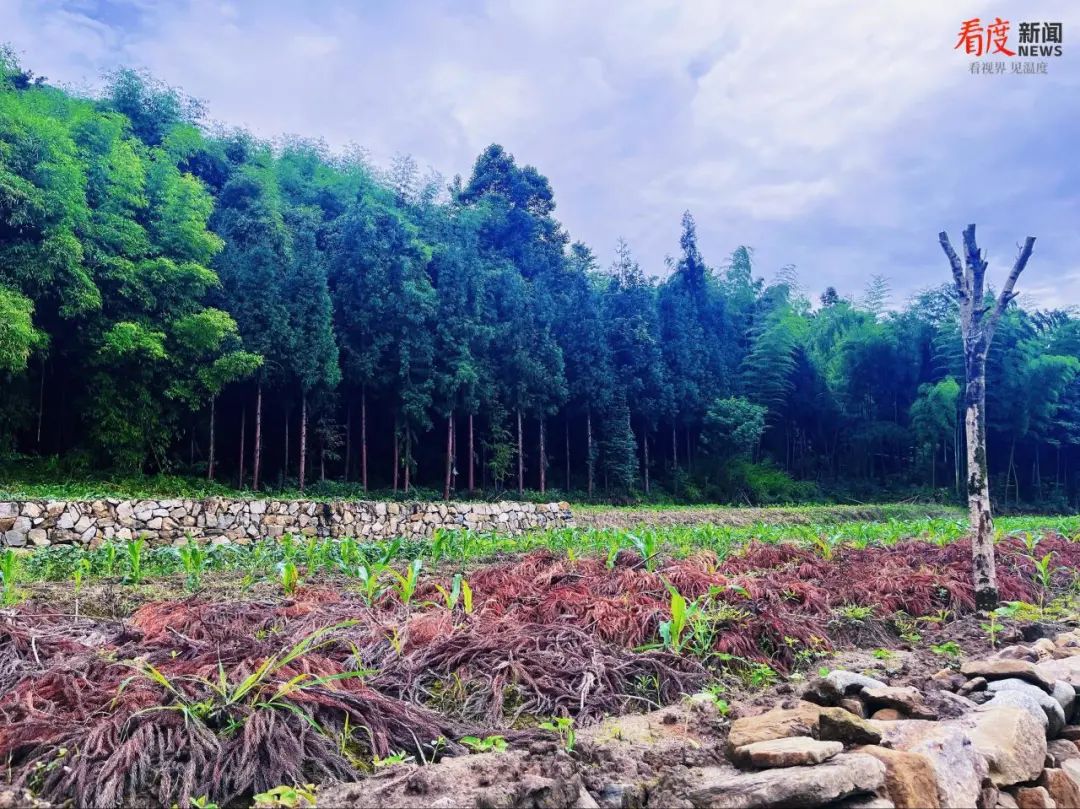 李华山在田间种植的中药材