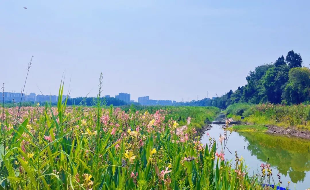 资阳市江南半岛小区前的洄水湾地带