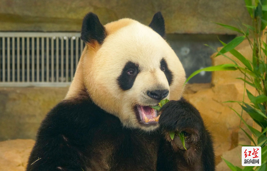 图四