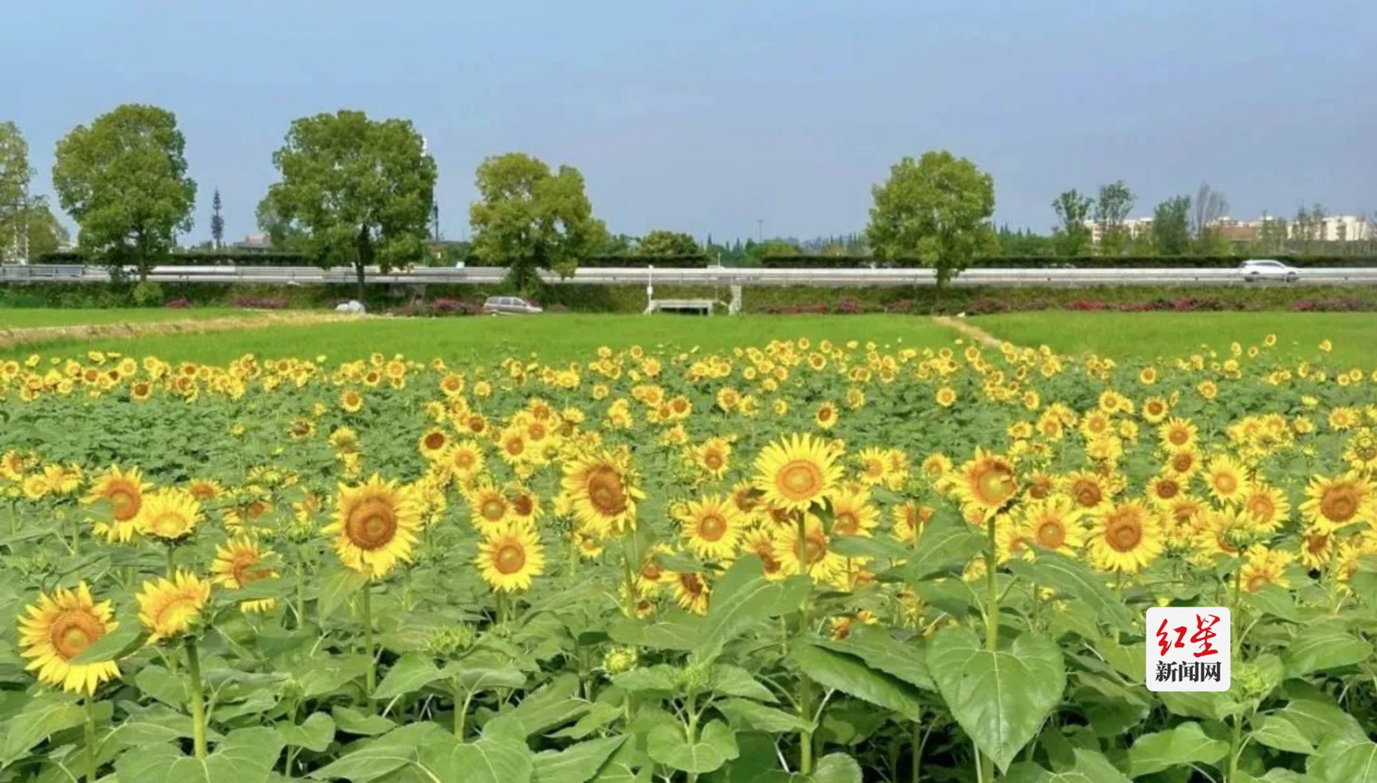 解锁成都人的初秋浪漫 打卡宝藏向日葵花田1429_副本