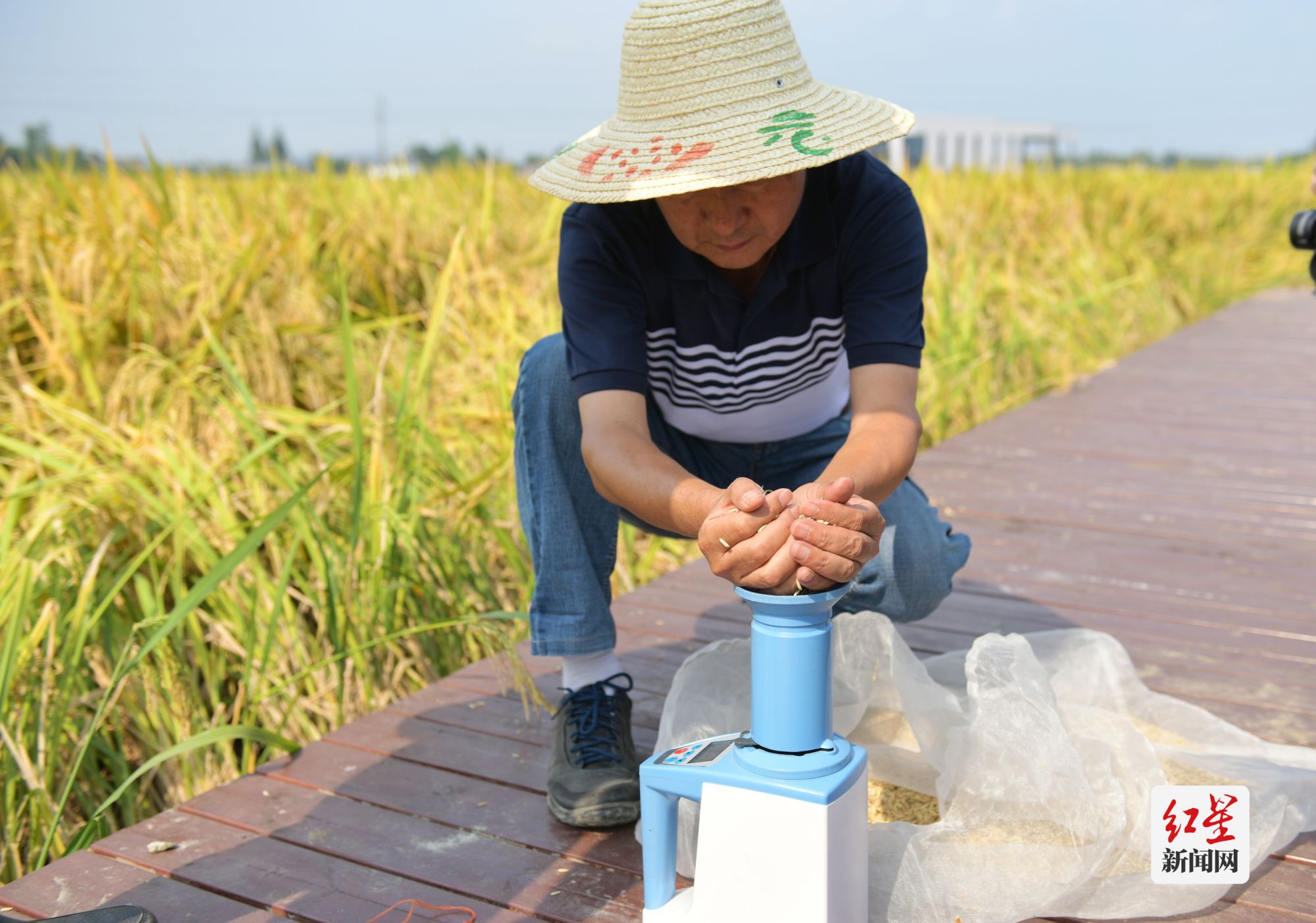 农技人员正在对刚刚收获的水稻进行称重、检测水分等数据收集工作