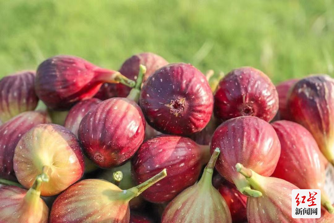 洪安镇无花果