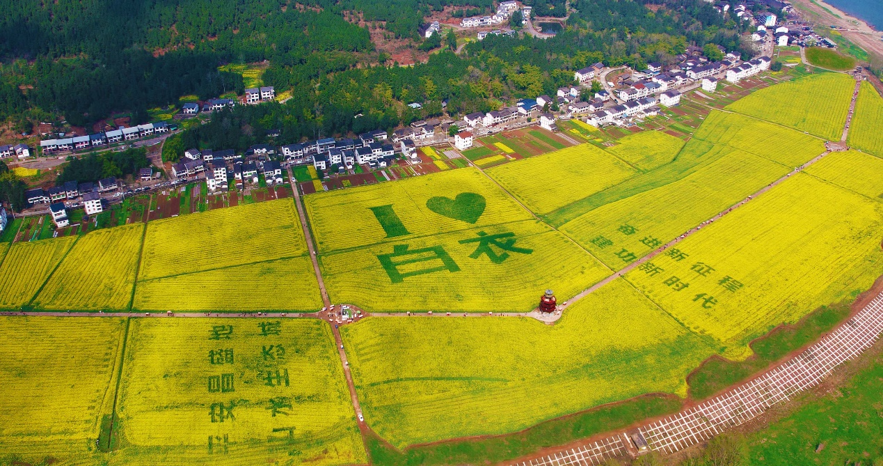 白衣古镇油菜花