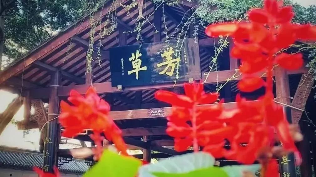 芳草1