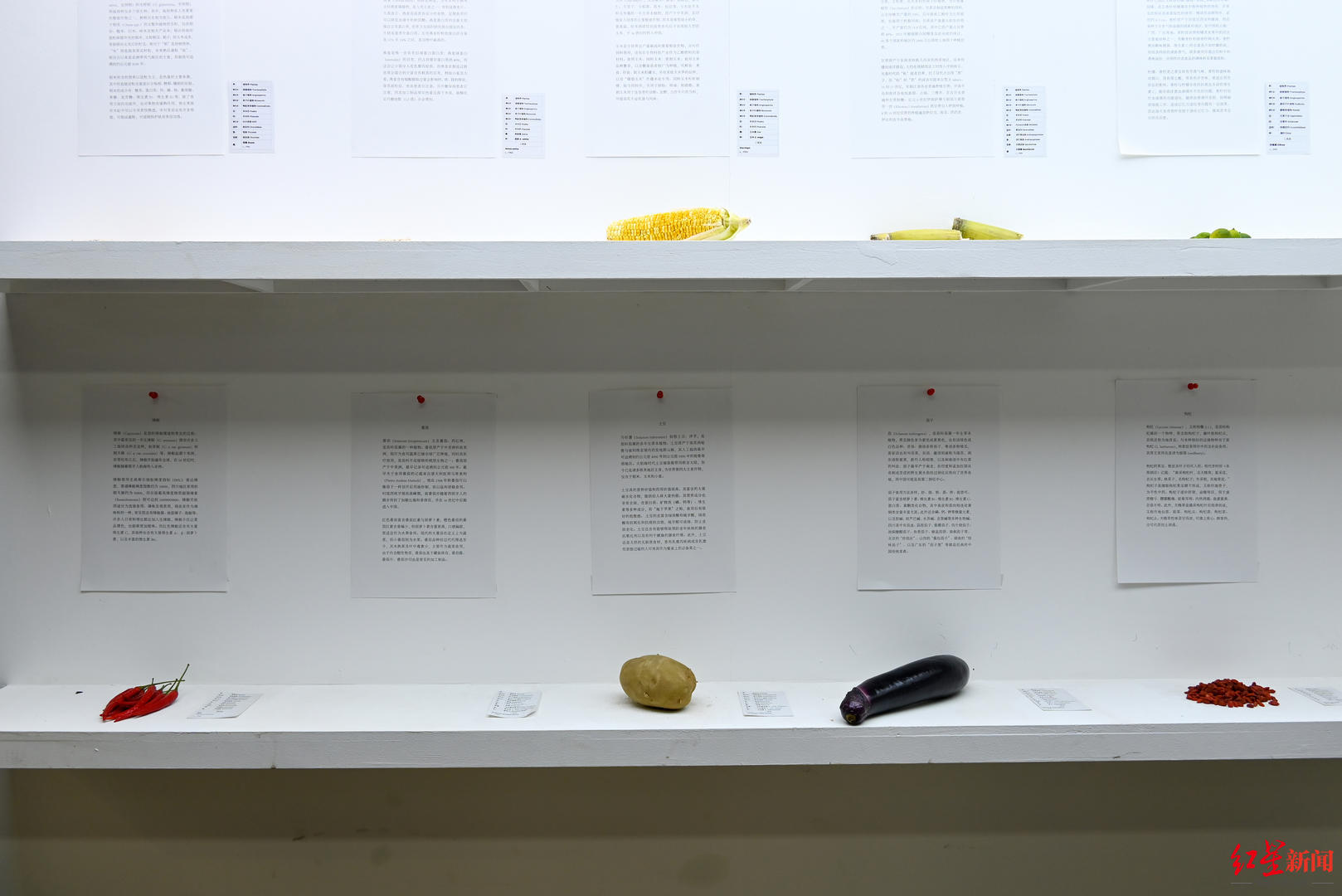 ▲成都益民菜市长顺街店，展出的谢帆作品《食材文献展》