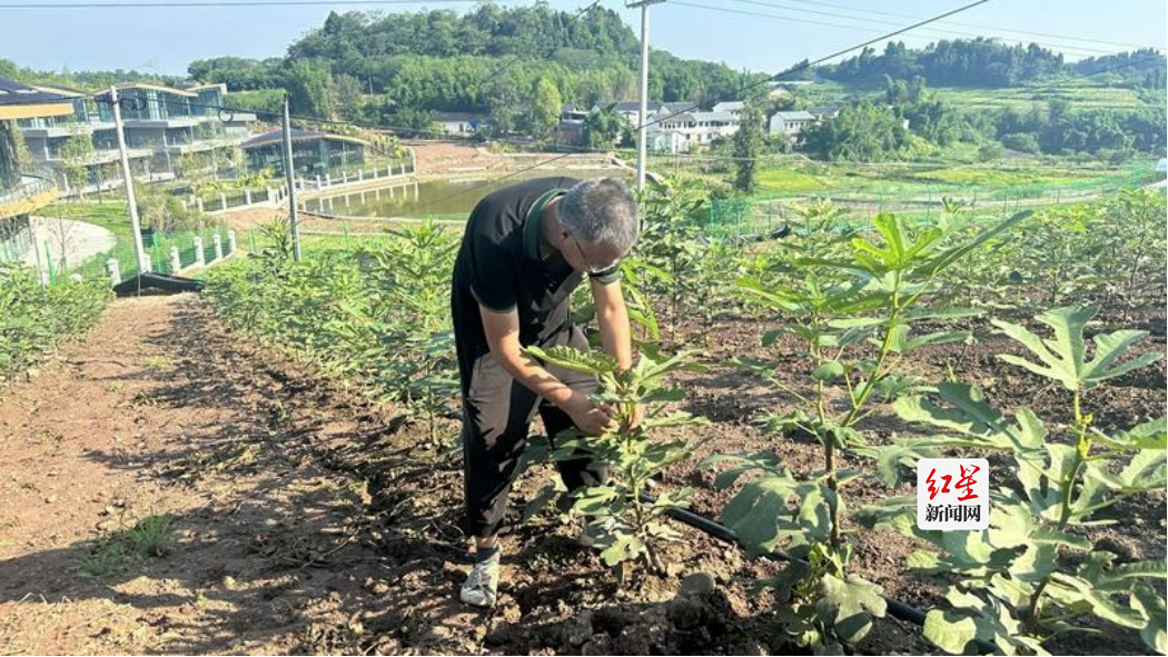 威远无花果有“花”有“果”2421