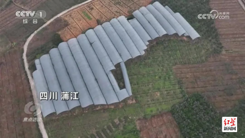 蒲江深入实施“两个替代”工程，最近两度登上央视。图为CCTV-1《焦点访谈》相关节目截图