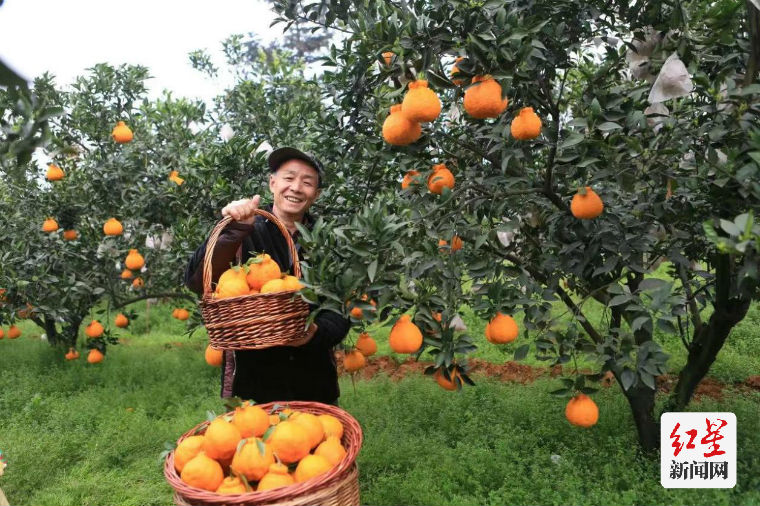 丑柑是最早在蒲江大规模种植的品牌柑橘，为农民增收立下了汗马功劳