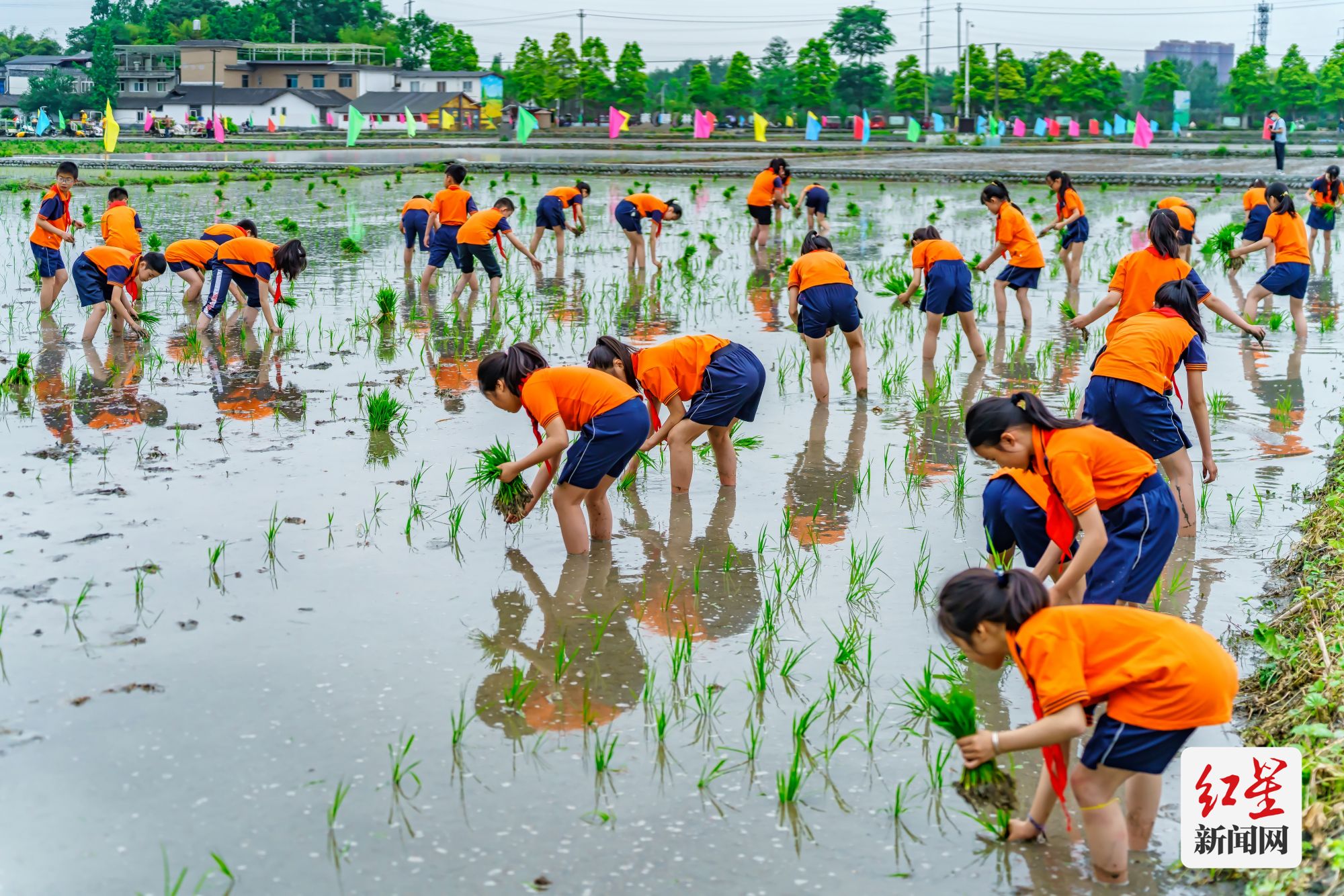 《学插秧》-2023年5月6日，第八届成都“开秧门”农耕文化节开幕式在温江区万春镇和林稻海举行。万春小学生在和林体验插秧农事活动。