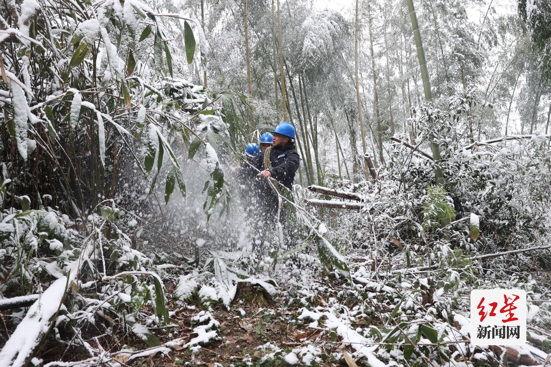 1月23日，国网成都供电公司员工在崇州鸡冠山消除树竹隐患 （易立 摄）