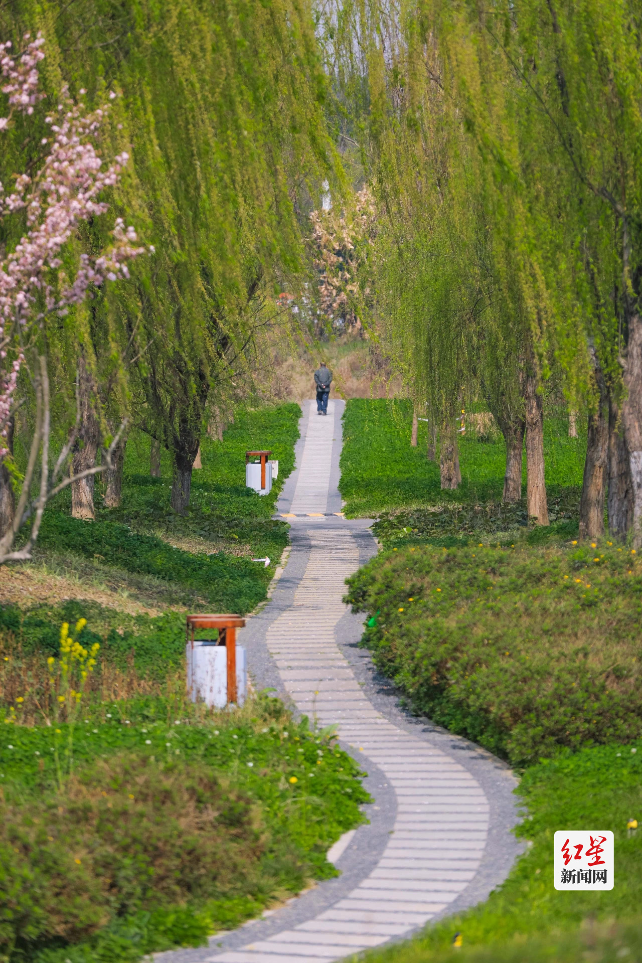 春花2