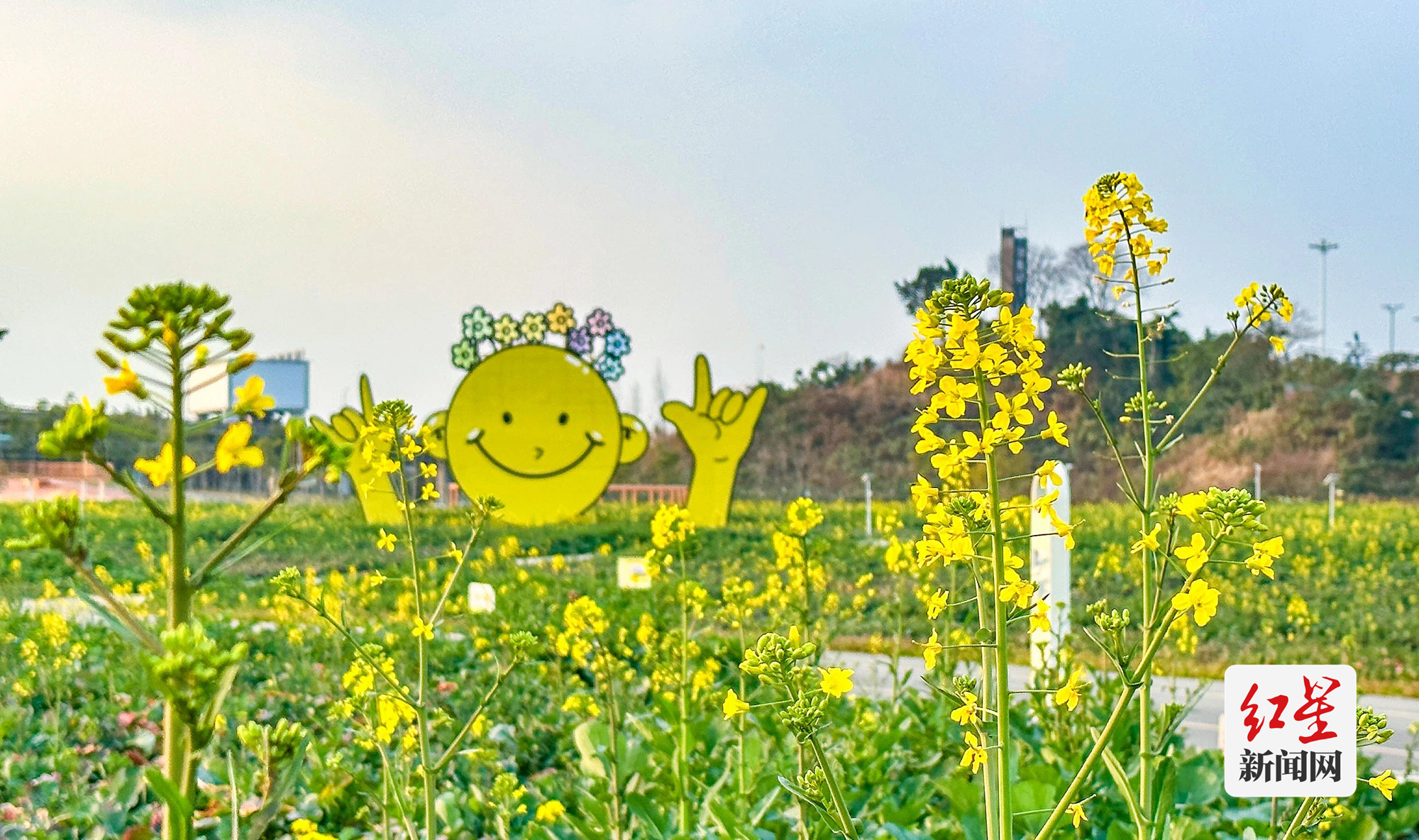 春花3