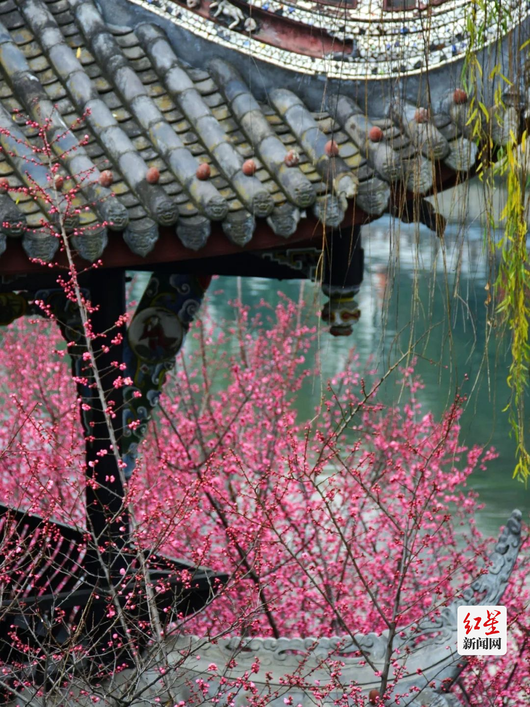 春花5
