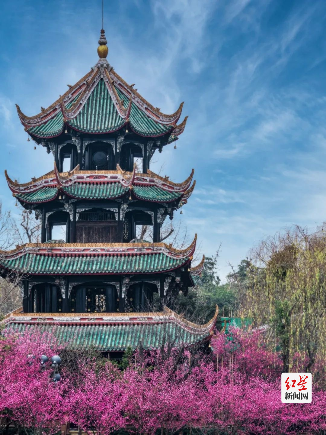 春花6
