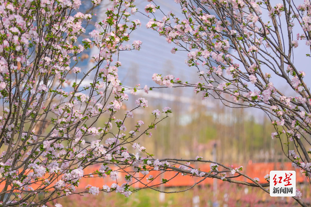 花粉1